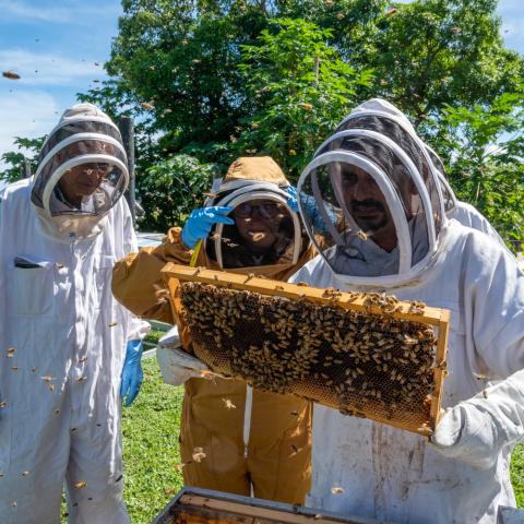 Three people in protective beekeeping suits examine a honeybee frame outdoors, with bees flying around.