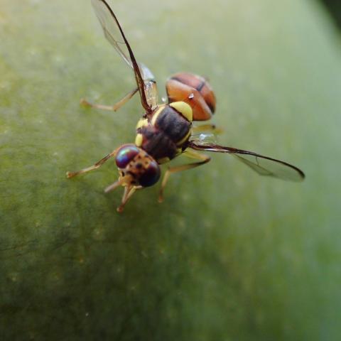 Close-up of an insect on the surface of green fruit