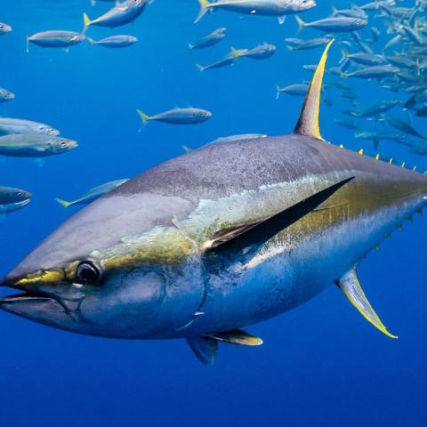 Yellowfin tuna swimming underwater among a school of fish
