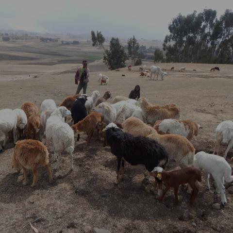 Sheep grazing in a dry field with a person in the background.