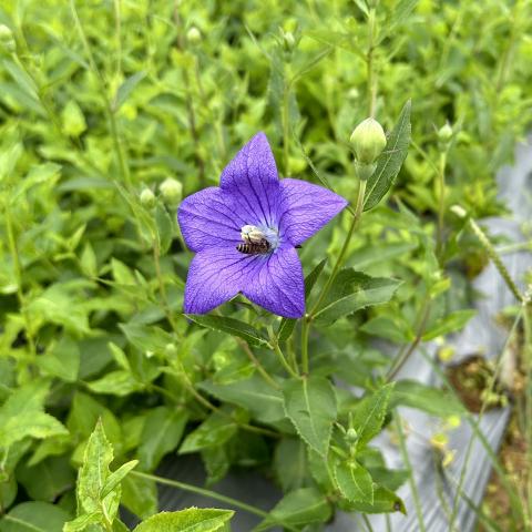 Vietnamese purple flower