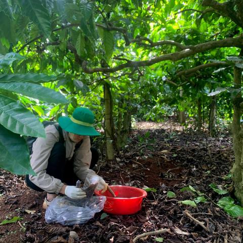 Researcher collecting soil samples beneath trees.