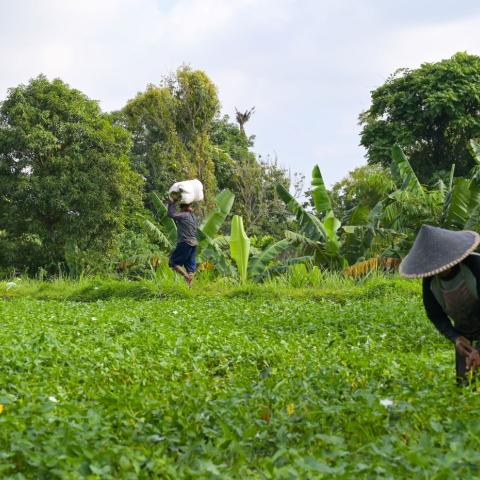 Farmer harvesting spinach in a leafy green field.