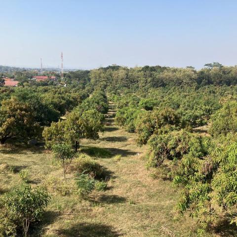 View across a mango orchard with rows of trees stretching towards the horizon.
