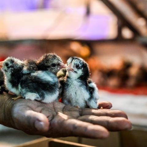 Native Cambodian Skuoy chicks