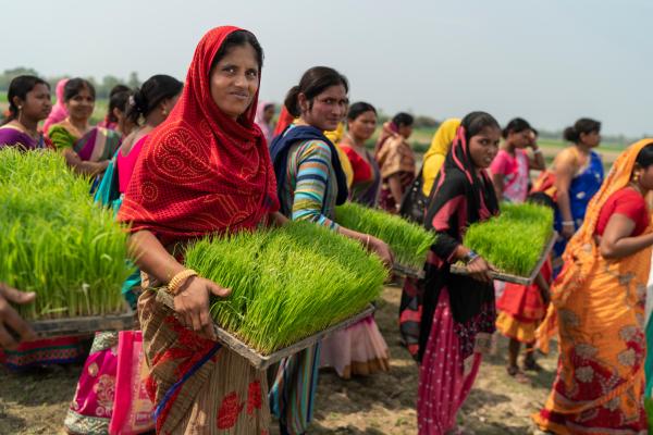 Women harvest their crops in Pakistan