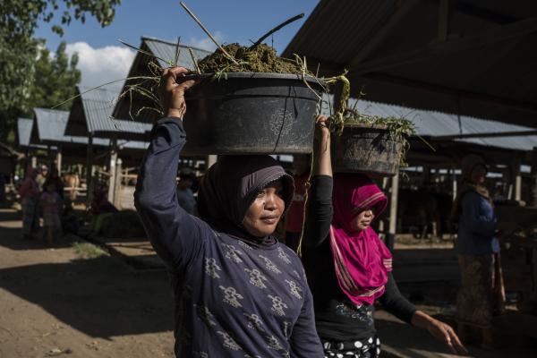 Two cattle farmers carry loads of cow manure from the communal cattle sheds in Karang Kendal Hamlet.Photo: Conor Ashleigh/ACIAR.