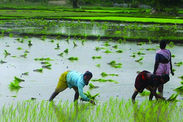 Women transplanting rice in Warangal, Telangana. Photo: Christian Roth (CSIRO)