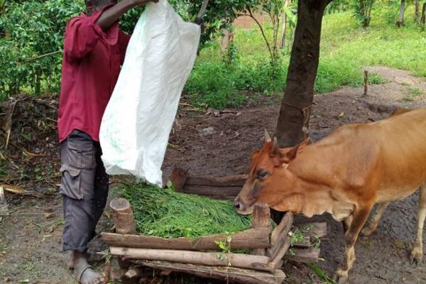 man holding bag, with cow