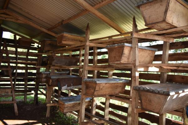 hives in bee house