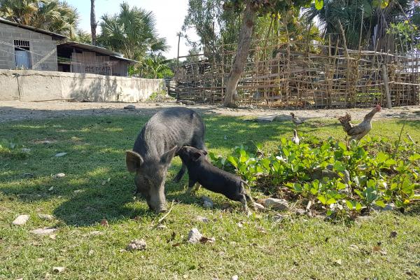 a pig and piglet in front of a farm