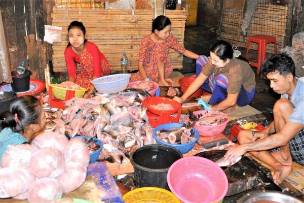 Rohu Carp at the San Pya Yangon fish wholesale market. Photo: M Akester / CGIAR