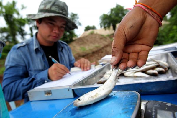 While quantifying the local impacts of the fish passages, researchers carried out the first global study counting fish movement from wetland to main river.