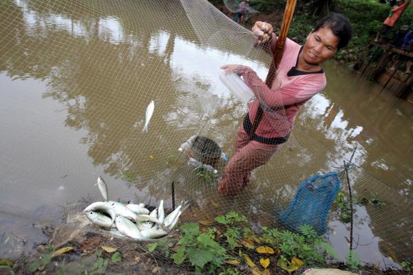 Fish from the Mekong River is one of the main sources of protein in Laos. On average, fish contribute to forty percent of animal protein in the diet among Lao people.