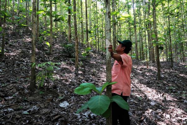One of the key outcomes of ACIAR-funded forestry research in Laos decides which management techniques – such as spacing in between trees – that make for the most productive teak plantations.