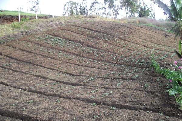 Soil management to mitigate climate variability. Credit: Dr Steven Crimp ANU