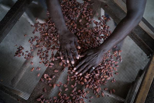 A cocoa buyer sifts through beans in a seller's bag. Image: Conor Ashleigh