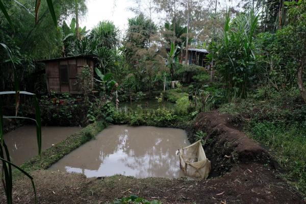 Aquaculture ponds in PNG. Photo: Jesmond Sammut