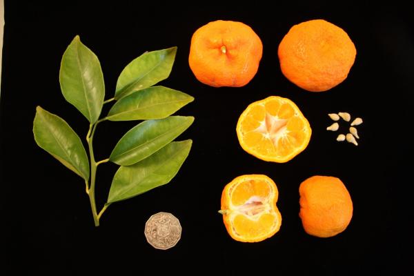 Mature fruit ready for seed extraction