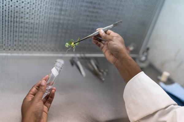 At the NARI research station in Aiyura, Eastern Highlands, sweetpotato researcher Winnie Maso inspects some of her clean kaukau growing in the lab. Credit: ACIAR/Conor Ashleigh