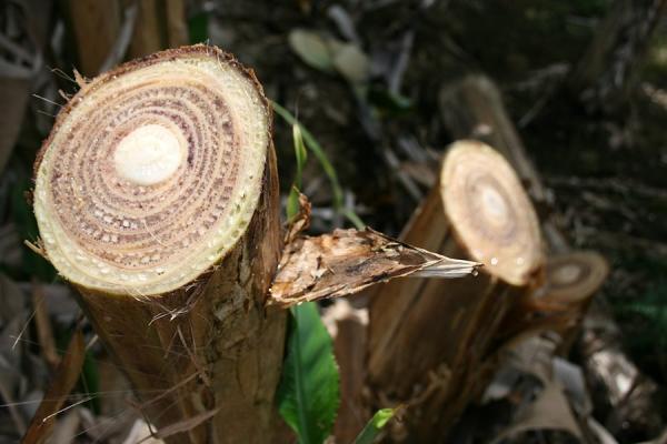 Fusarium wilt-affected banana plant. Credit: Scot Nelson