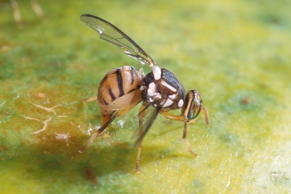Female oriental fruit fly—bactrocera dorsalis—laying eggs in papaya. Credit: Scott Bauer