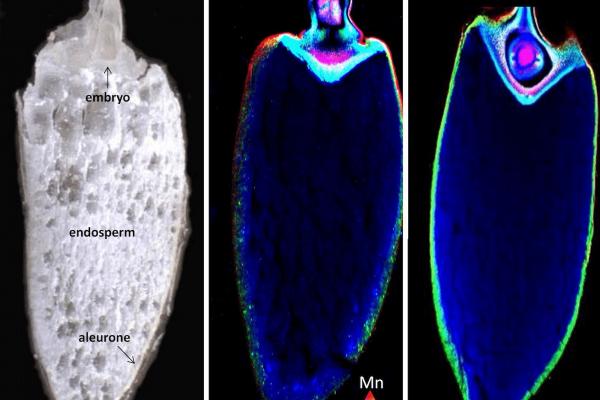 X-ray fluorescence microscopy (XFM) images of iron and zinc distribution in rice grain. Dr Alex Johnson, adapted from Kyriacou et al. 2014: Journal of Cereal Science 59