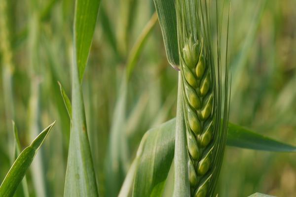 Head of bread wheat: Triticum aestivum Credit: Dinesh Valke