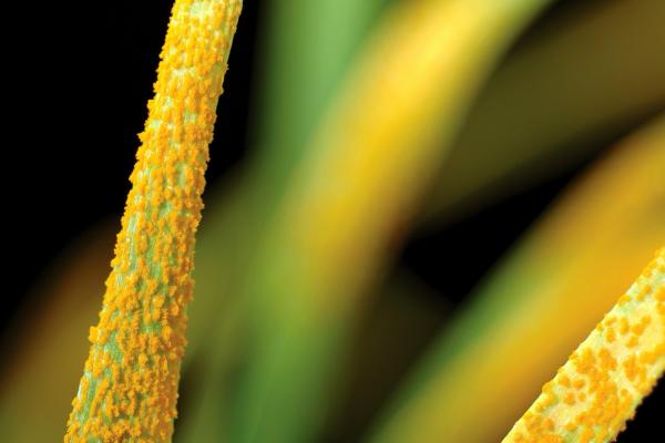 Rust-affected wheat seedlings. Credit: CSIRO Science Image