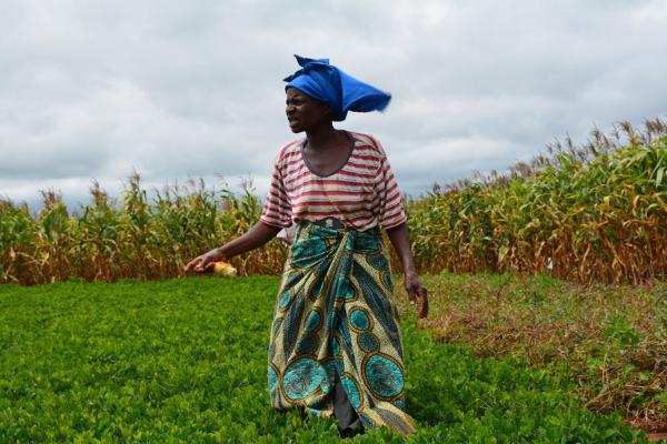 SIMLESA host farmer in Kasunga, Malawi explaining the benefits of adopting maize legume rotation practices.