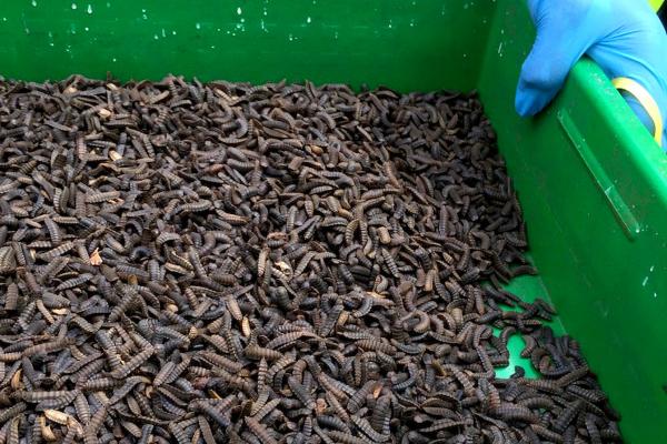 Black soldier fly larvae. Credit: Mellissa Wood, ACIAR