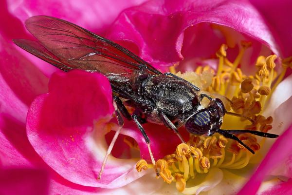 Black soldier fly Hermetia illucens. Credit: Didier Descouens