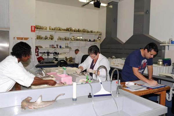 (L-R) Leontine Baje, Sharon Appleyard and William White during the taxonomy  and genetics workshop in Hobart in September 2014. Credit: William White