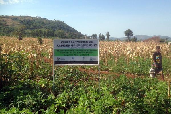 An ATAAS project sign infront of a plantation