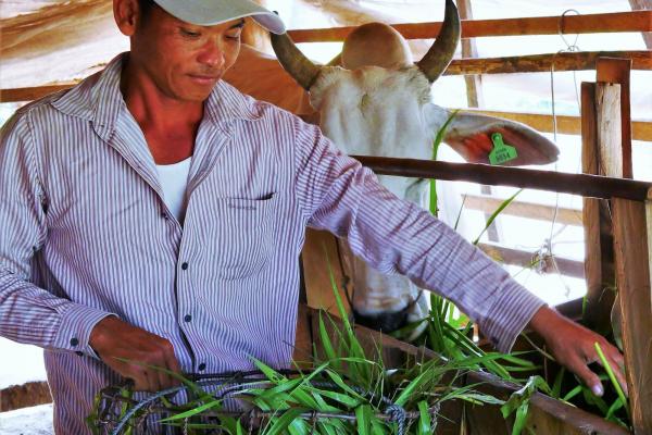 A man feeds his cattle