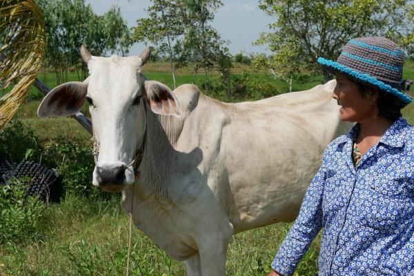“Now the cows looks healthier and it also saves me time, because I have the fodder for the cows next to my home, where before I would have to take the cows out in the fields to grass,” Sar Samoel, cattle farmer in Southern Cambodia.