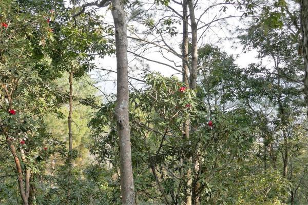 indigenous rhododendrons adding a splash of colour