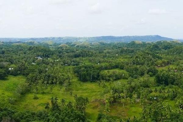 The amazing Chocolate Hills in central Bohol, shaped by differential weathering of the ancient limestone seabed.