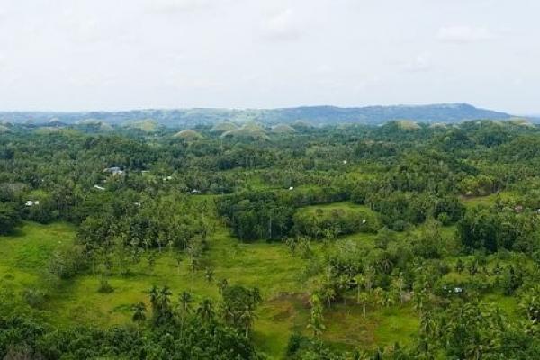 The amazing Chocolate Hills in central Bohol, shaped by differential weathering of the ancient limestone seabed.