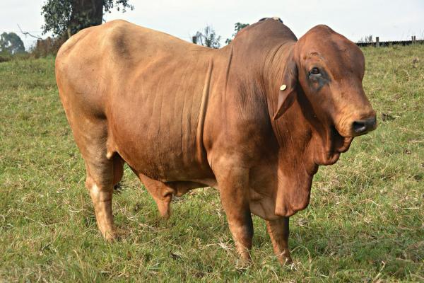 ILRI’s cloned Boran bull, ‘Tumaini’ (‘Hope’ in Swahili). Credit: ILRI