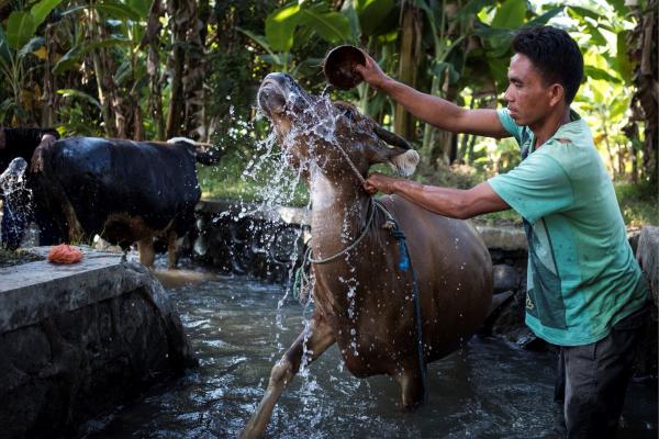 Hardiyanto, a cattle farmer in Lombok, Indonesia, washes his cattle in a small creek. He is participating in an ACIAR-funded/University of Queensland project to improve cattle fattening systems based on forage tree legume diets. Credit: Conor Ashleigh