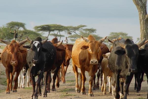 a herd of cattle 