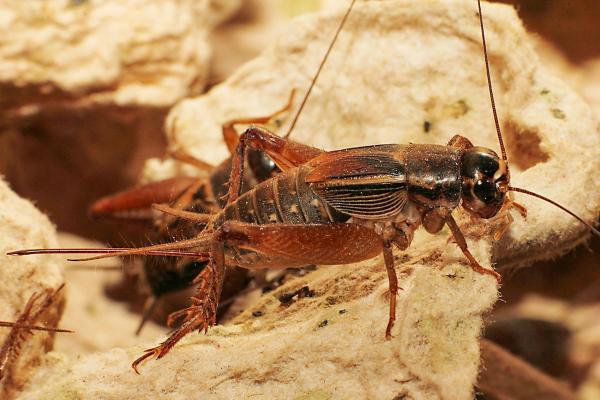 Scapsipedus icipe, the newly-discovered edible cricket species. Credit: icipe