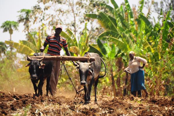 farmer using oxen plough 