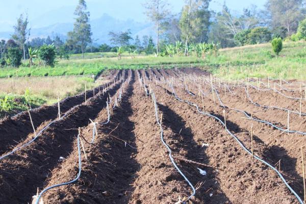 Newly constructed irrigation system on Rachel’s farm at Minj, Jiwaka province. Rachael is among the first to trial the irrigation system as part of ACIAR research to improve sweetpotato production in the Highlands of PNG.