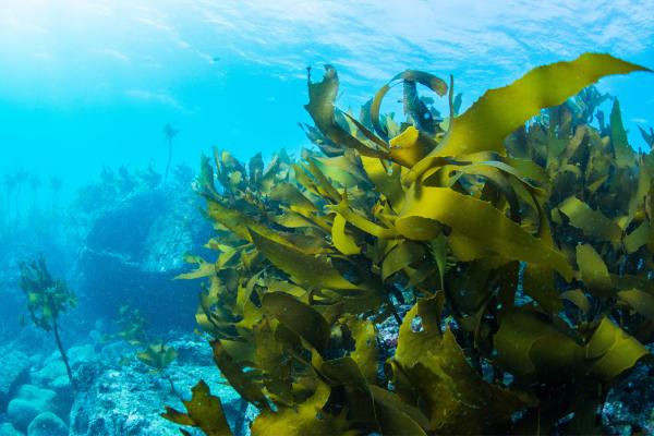 seaweed
