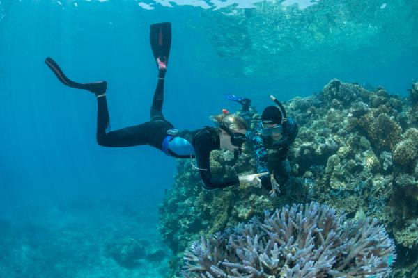 Scuba diver exploring coral reef