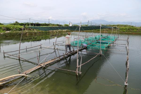 grouper farm