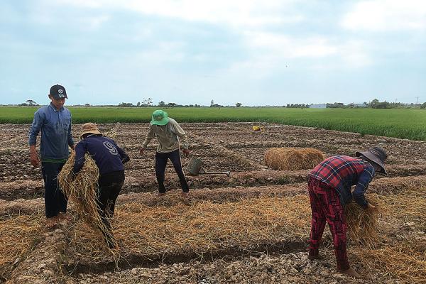 People laying down hay in a large crop bed