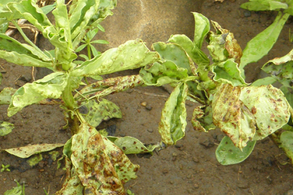 Faba beans infected with gall disease. Image:UWA
